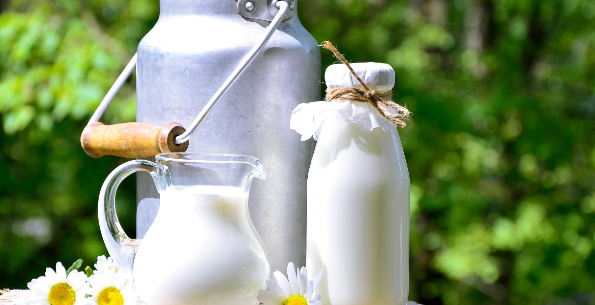 Süt Sığırcılığı  Eğitimi